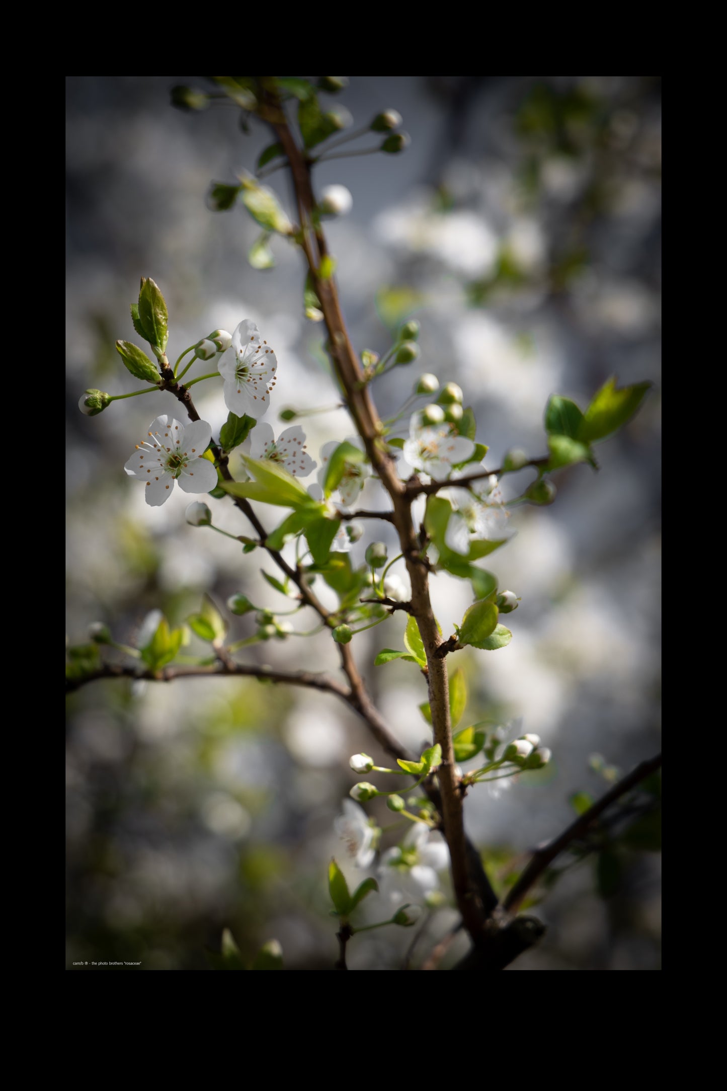 rosaceae