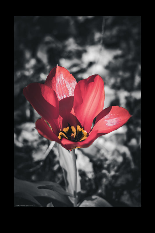 tulipa agenensis