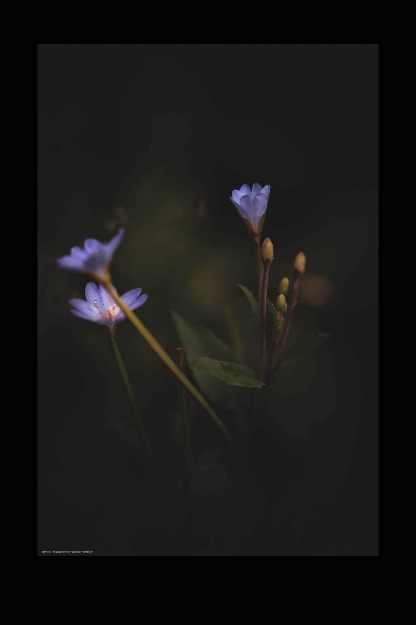 epilobium montanum