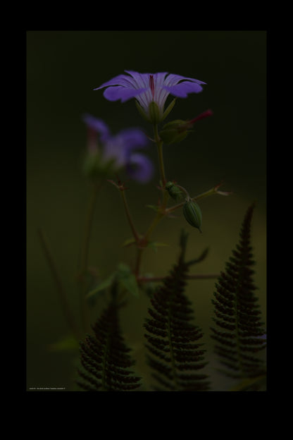 meadow cranesbill rl