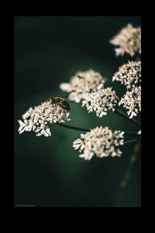 eristalis arbustorum rl