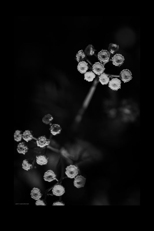 facets