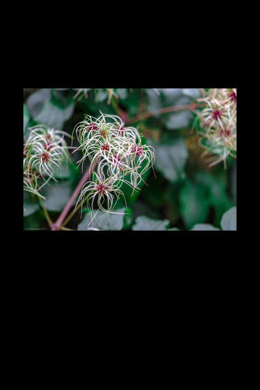 Wandbild "clematis vitalba rl"