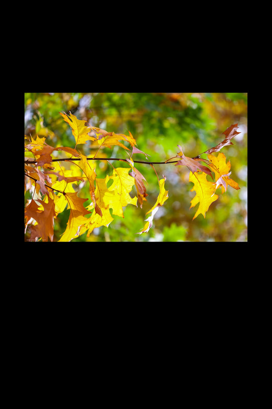 Wandbild "autumn paints"