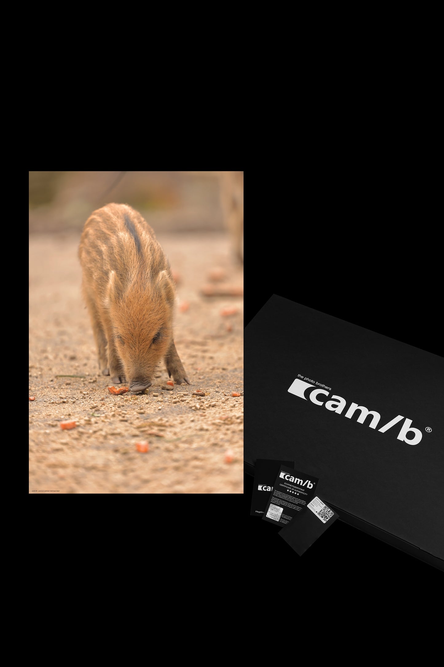 wild boar baby