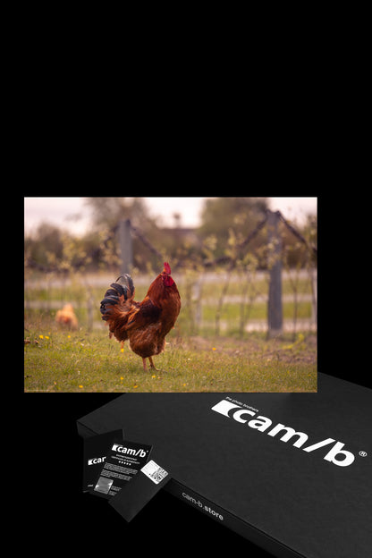 Wandbild "red rooster"