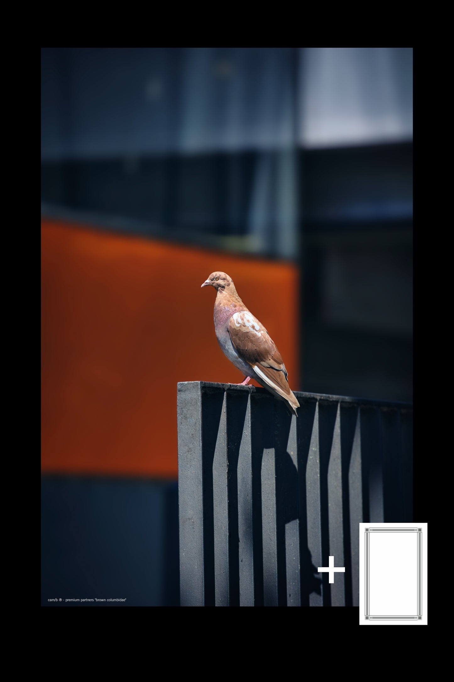 brown columbidae