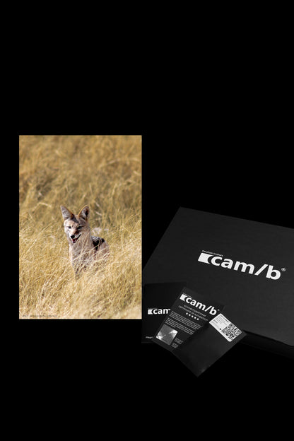 Wandbild "the cautious hunter"