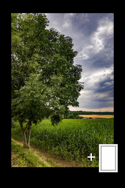 tree and the maize