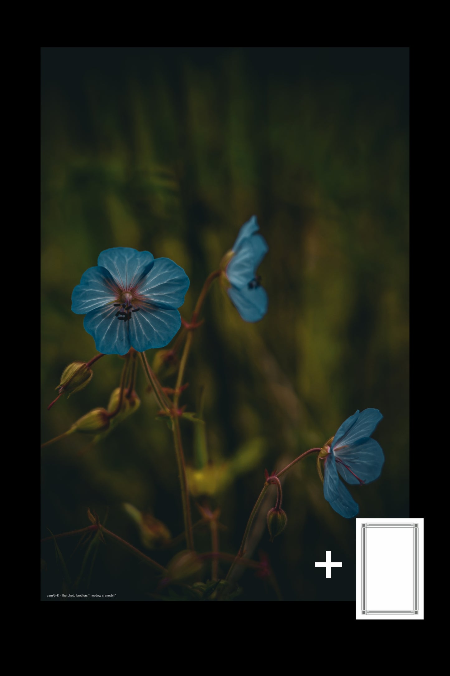 meadow cranesbill