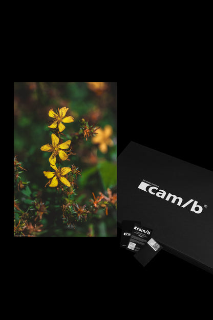hypericum maculatum crantz