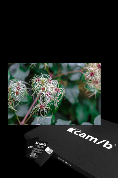 Wandbild "clematis vitalba rl"