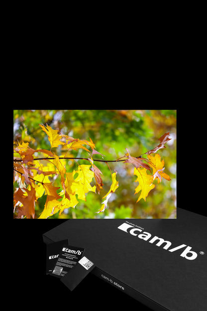 Wandbild "autumn paints"