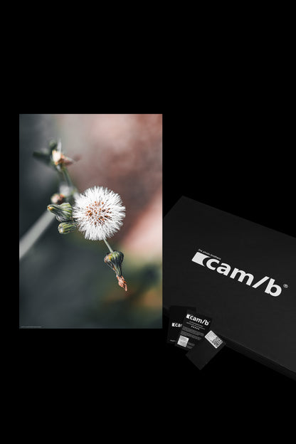 Wandbild "sonchus oleraceus"