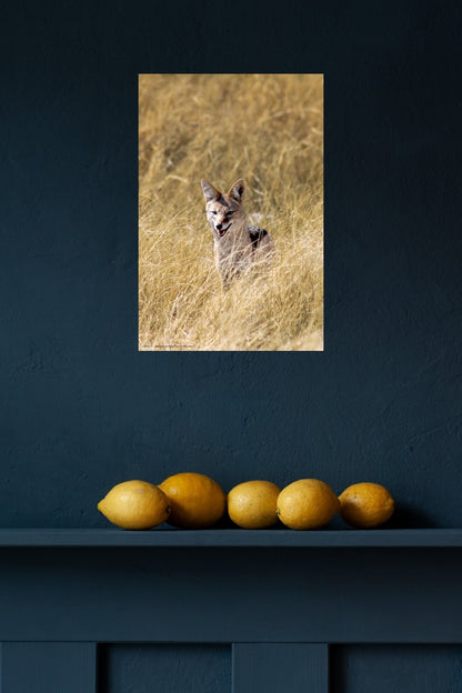 Wandbild "the cautious hunter"