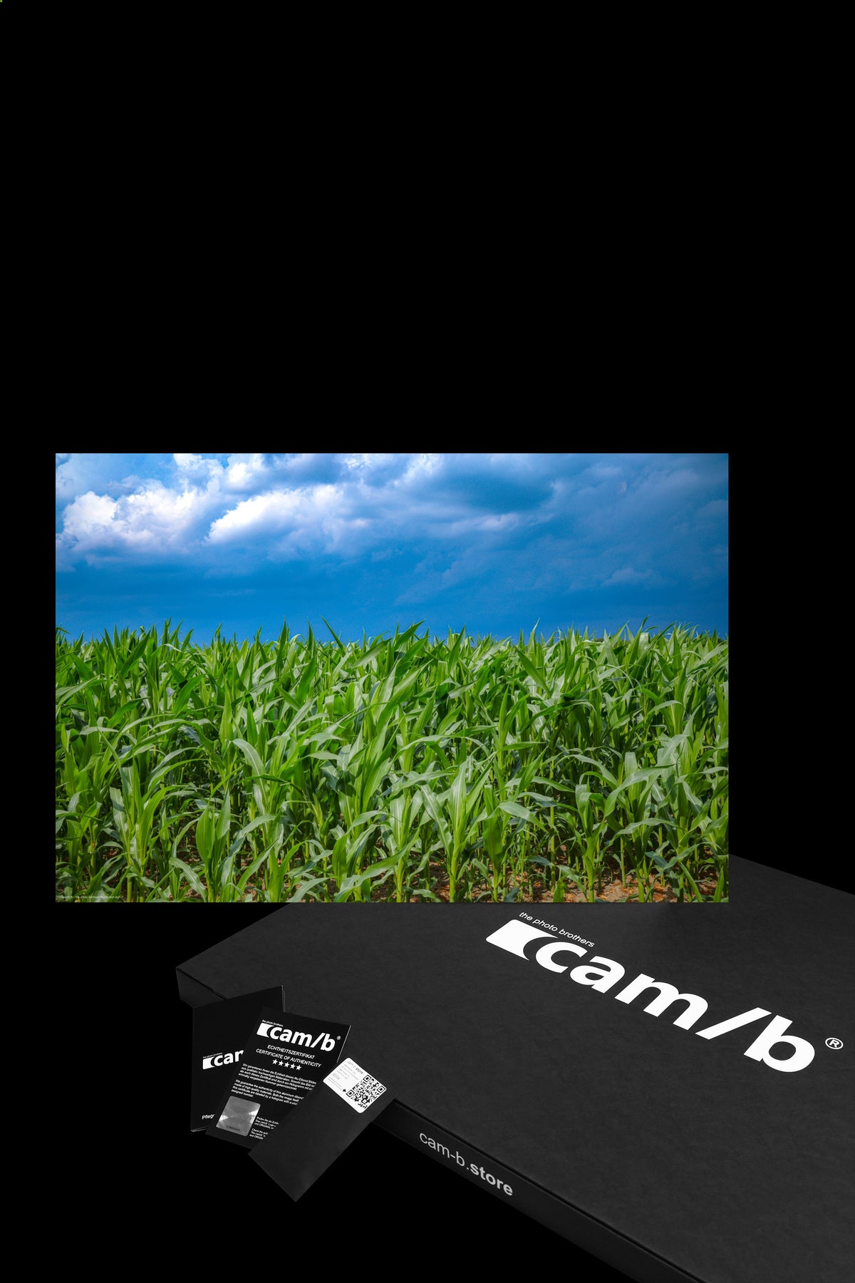 Wandbild "maize and sky"