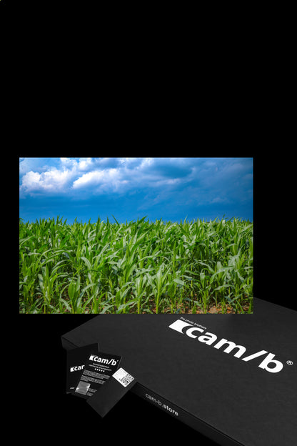 Wandbild "maize and sky"