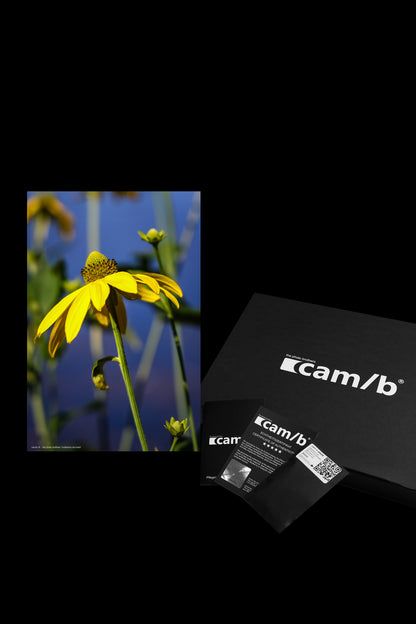 rudbeckia laciniata