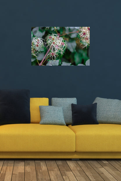 Wandbild "clematis vitalba rl"