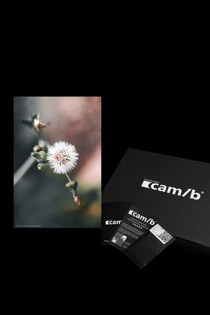 Wandbild "sonchus oleraceus"