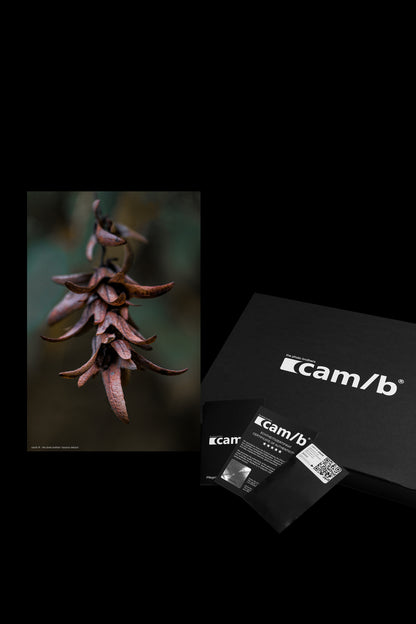 Wandbild "carpinus betulus"