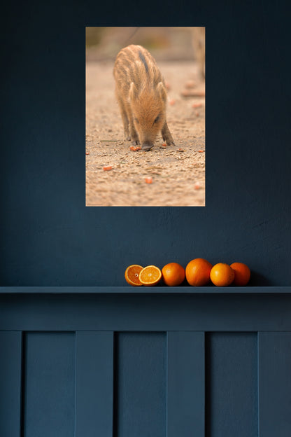 wild boar baby
