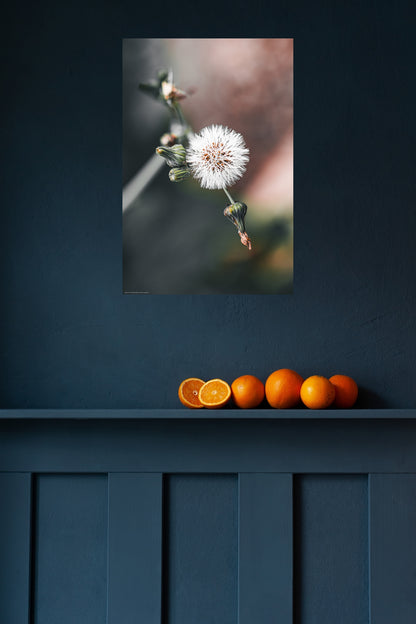 Wandbild "sonchus oleraceus"