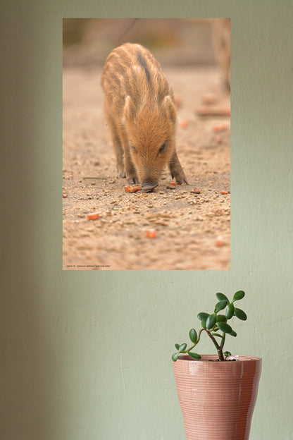 wild boar baby