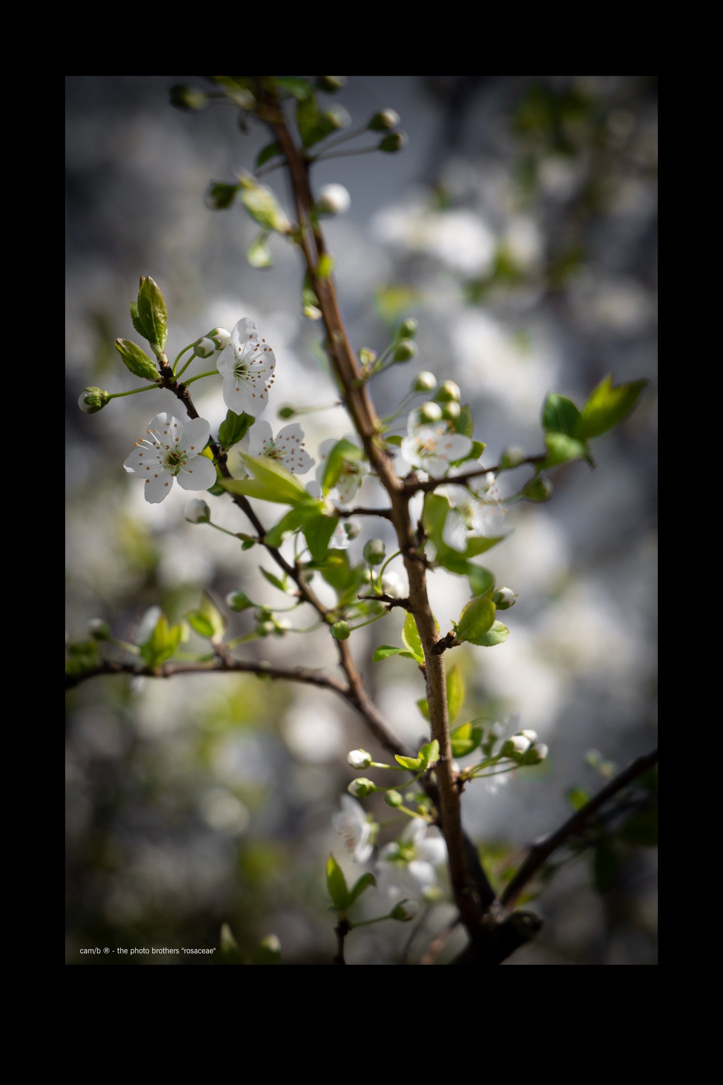 rosaceae