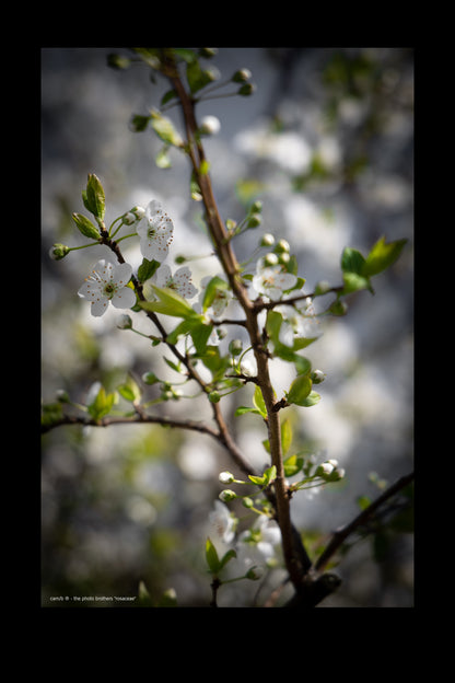 rosaceae