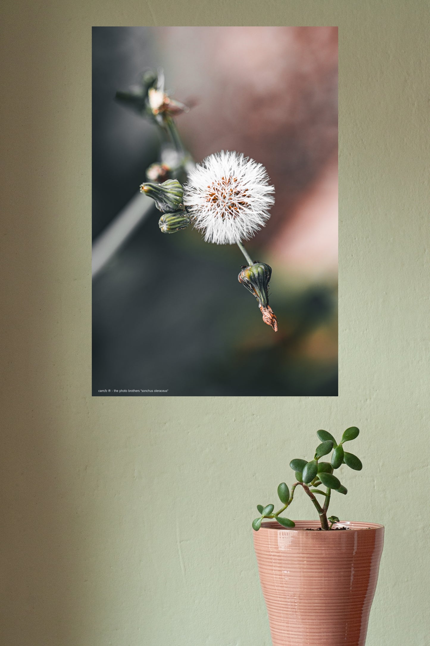 Wandbild "sonchus oleraceus"