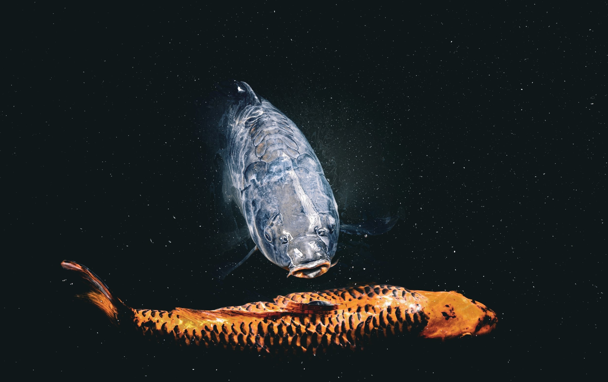 Bild: space fish