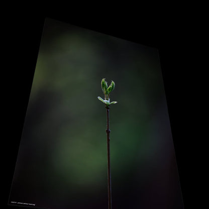 Wall Art "small twig"