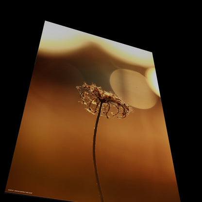 Wandbild "wild carrot"