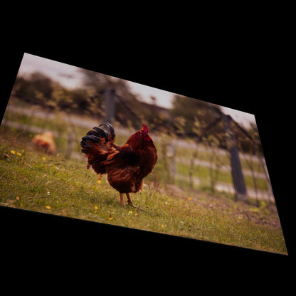 Wall Art "red rooster"