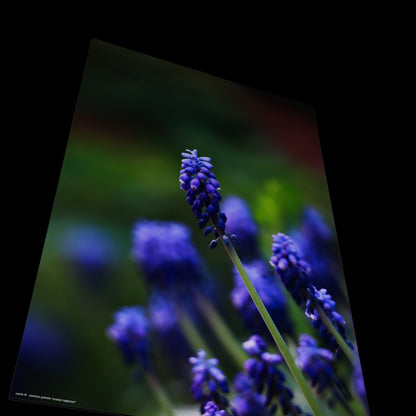 Wandbild "muscari neglectum"