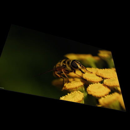 Wall Art "hoverfly"