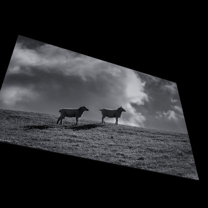 Wall Art "sheep's heaven"