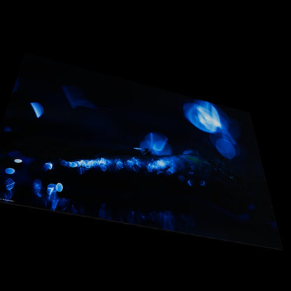 Wandbild "blue damselflies"