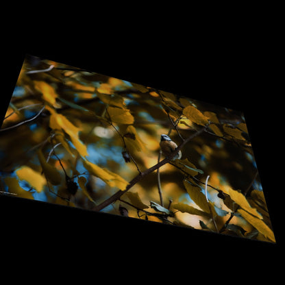 Wall Art "cyanistes caeruleus"