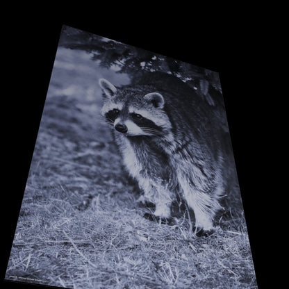 Wall Art "procyon lotor"