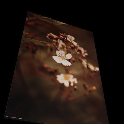 Wall Art "rosa multiflora"