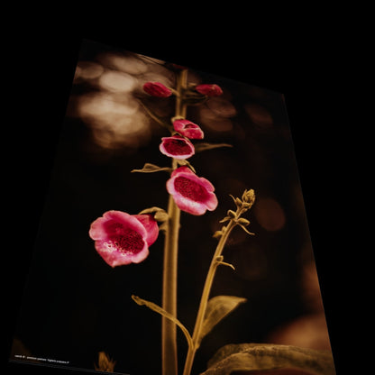 Wall Art "digitalis purpurea rl"