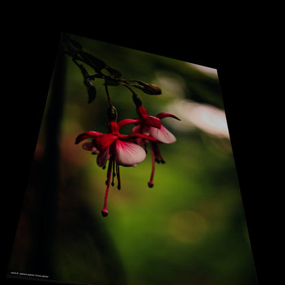 Wall Art "fuchsia hybrida"