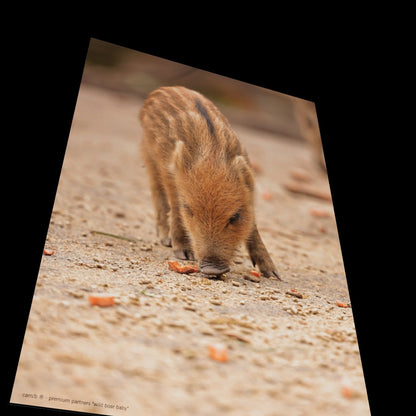 Wall Art "wild boar baby"