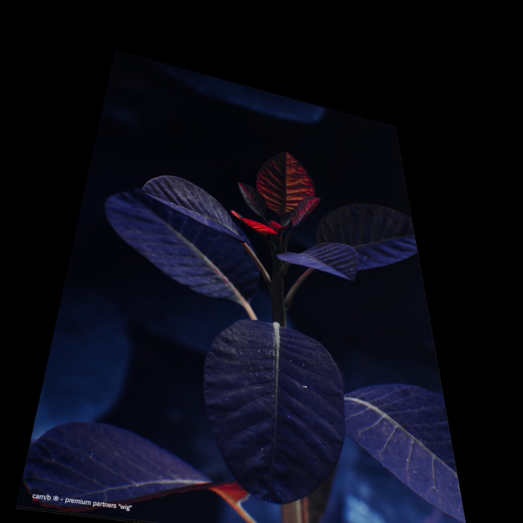 3D View