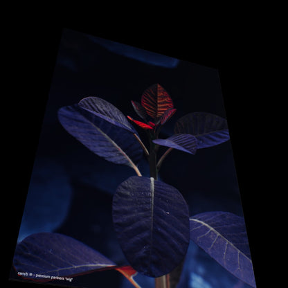 3D View