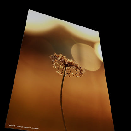 Wandbild "wild carrot"