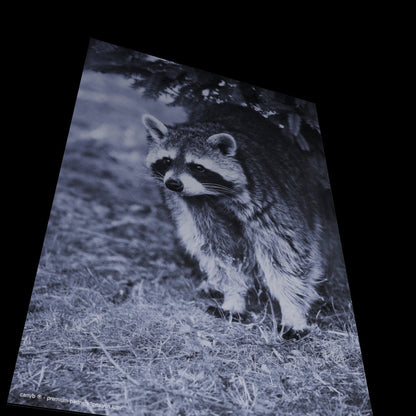 Wall Art "procyon lotor"