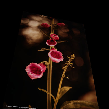 Wall Art "digitalis purpurea rl"